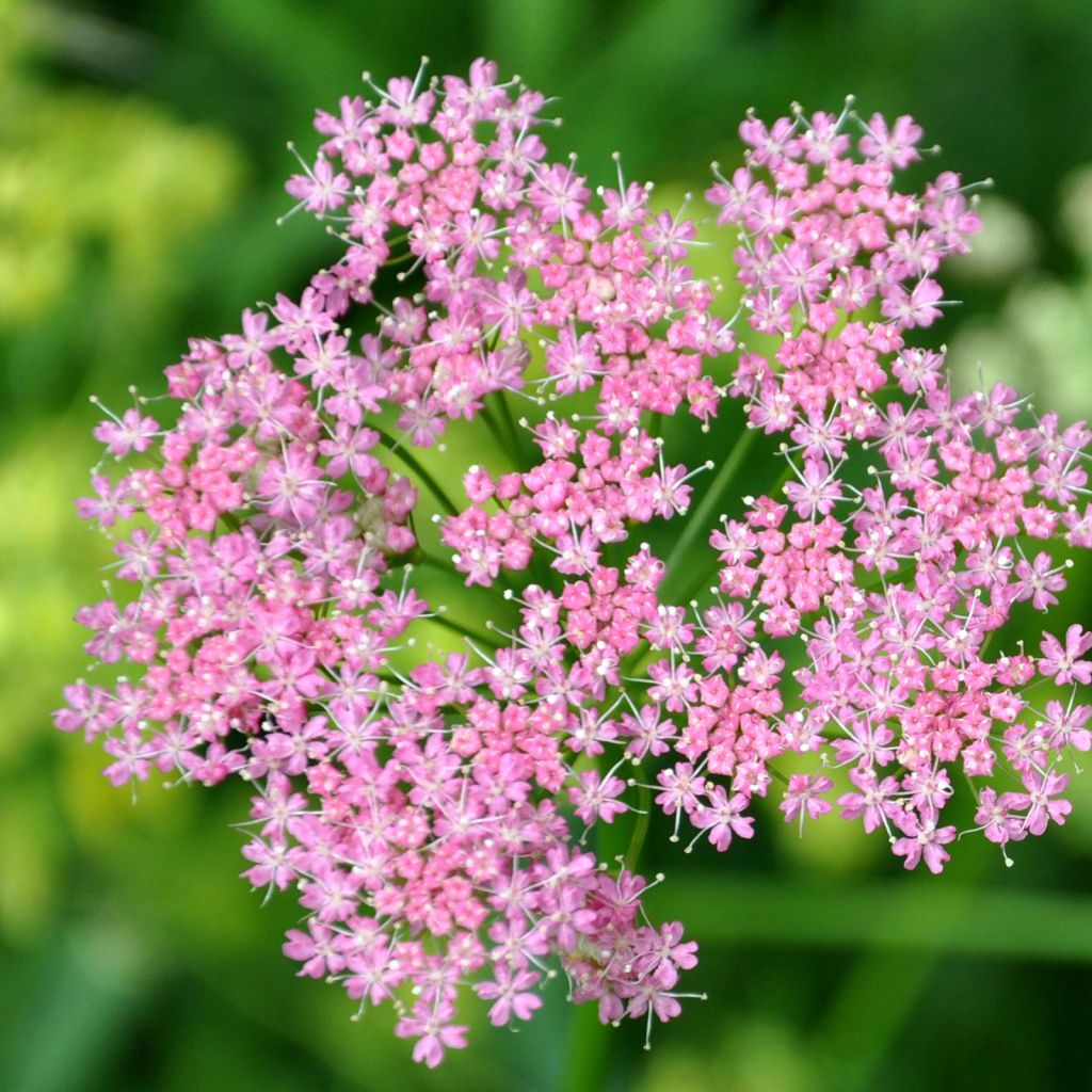 Chaerophyllum hirsutum Roseum - Cerfeuil hirsute Roseum