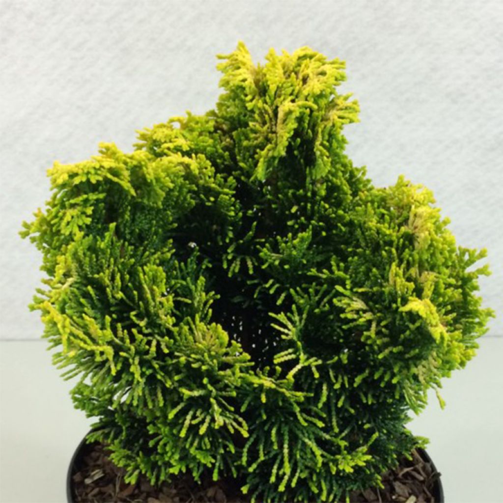 Chamaecyparis obtusa Andorra - Faux cyprès hinoki du Japon                   