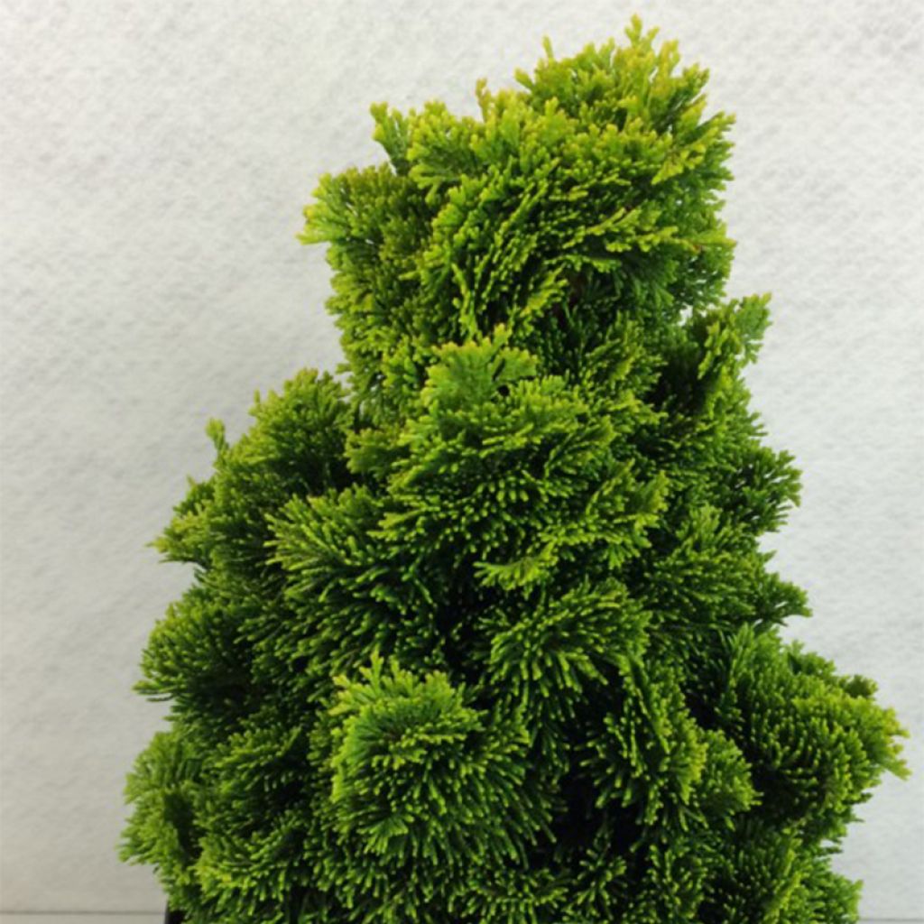 Chamaecyparis obtusa Aurora - Faux cyprès hinoki du Japon nain                    