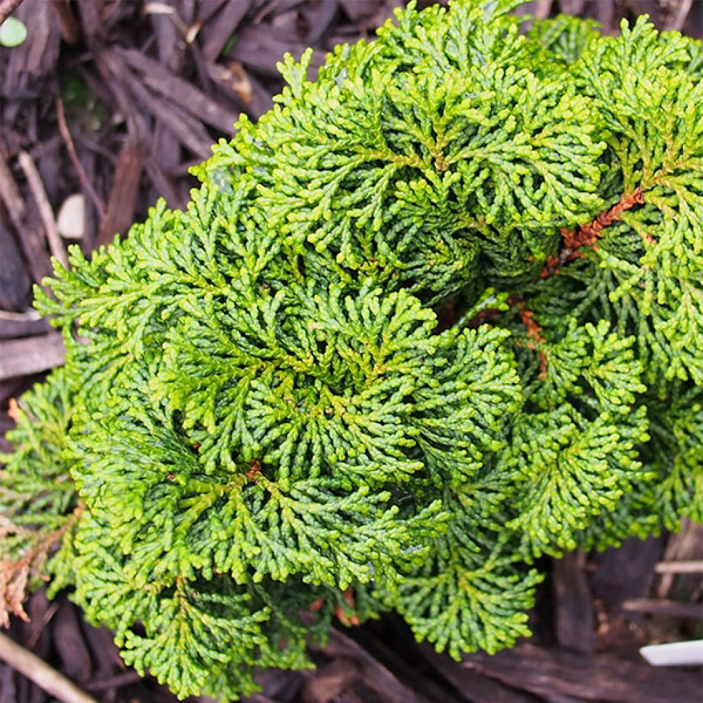 Chamaecyparis obtusa Kosteri - Cipresso di Hinoki