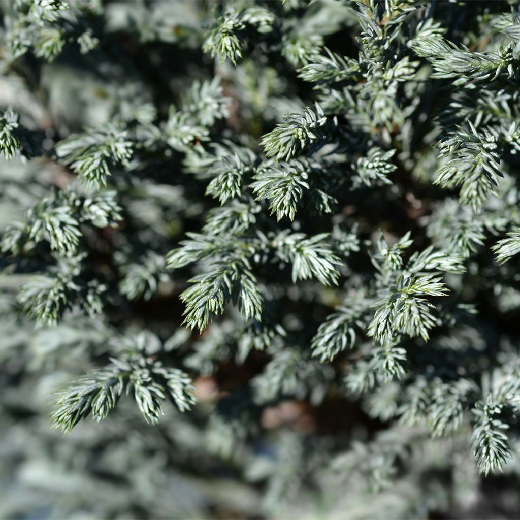 Chamaecyparis pisifera Blue Moon - Cyprès Sawara