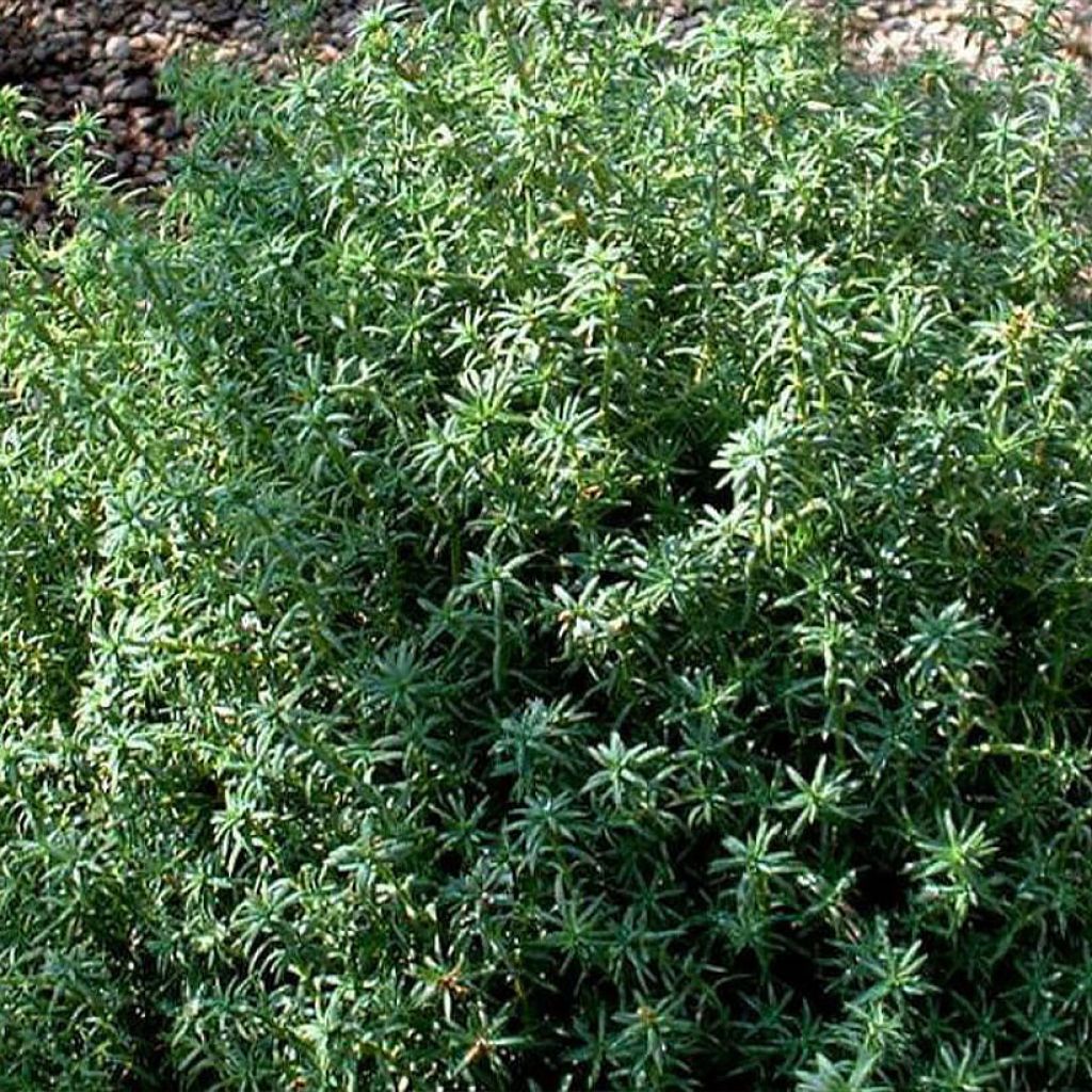 Chamaecyparis pisifera Cumulus