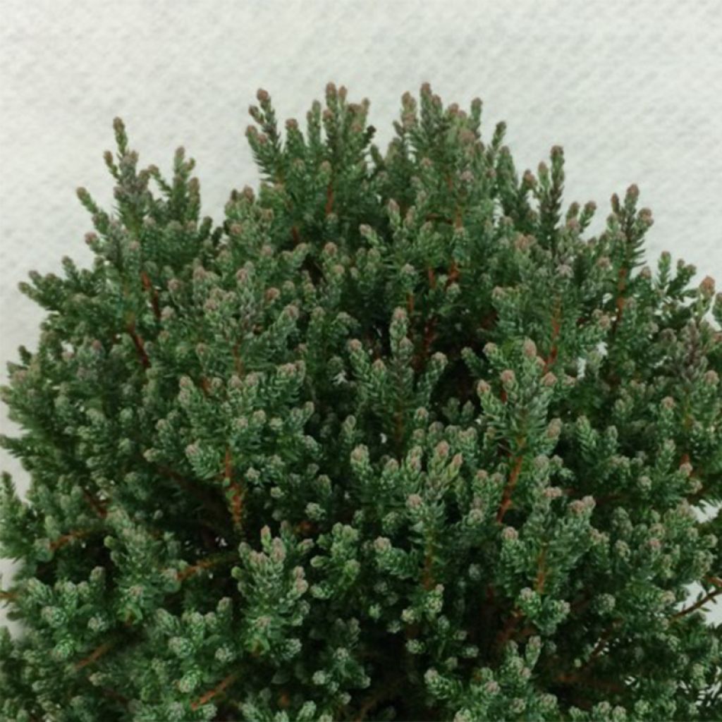 Chamaecyparis thyoides Versent®(Blue Rock) - Cèdre blanc de l'Atlantique    