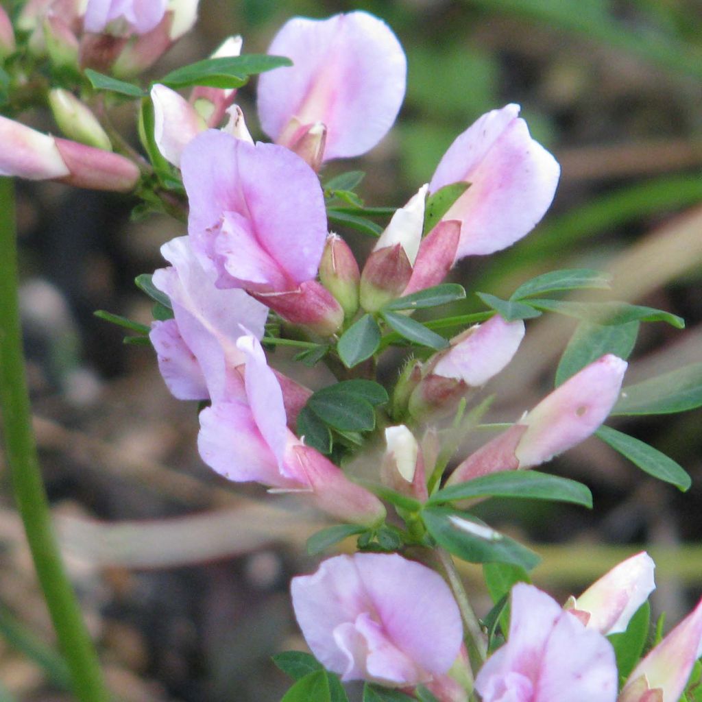 Chamaecytisus purpureus - Cytisus purpureus - Genêt pourpre