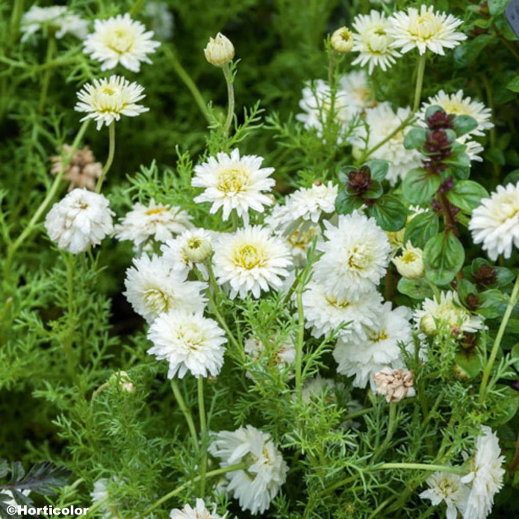 Chamaemelum nobile Flore Pleno - Camomilla romana