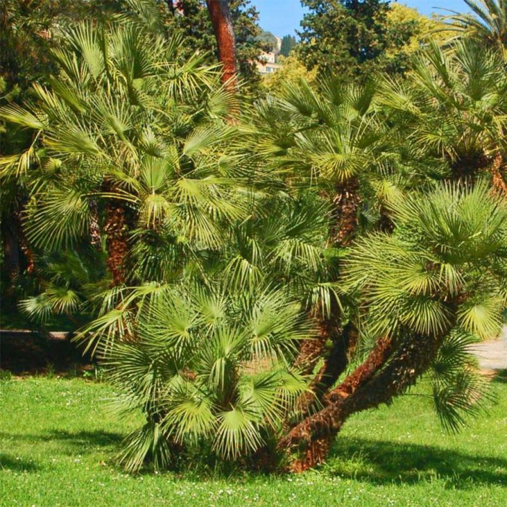 Chamaerops humilis - Palmier nain