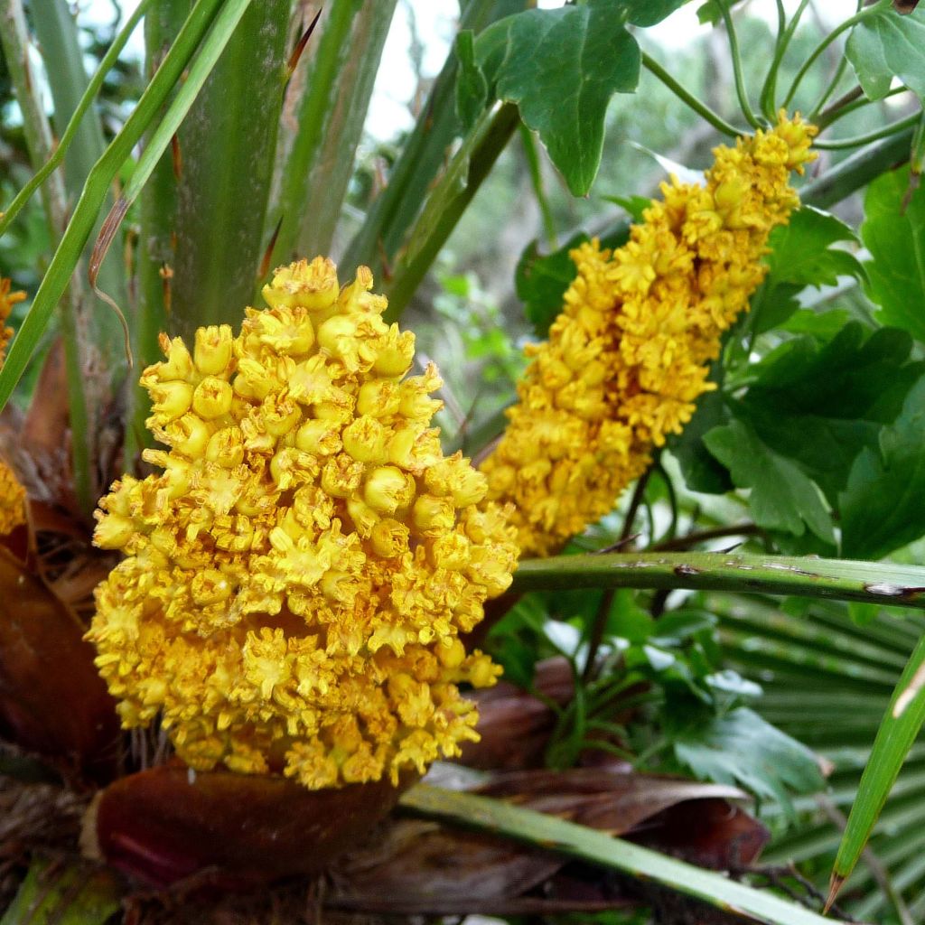 Chamaerops humilis - Palmier nain