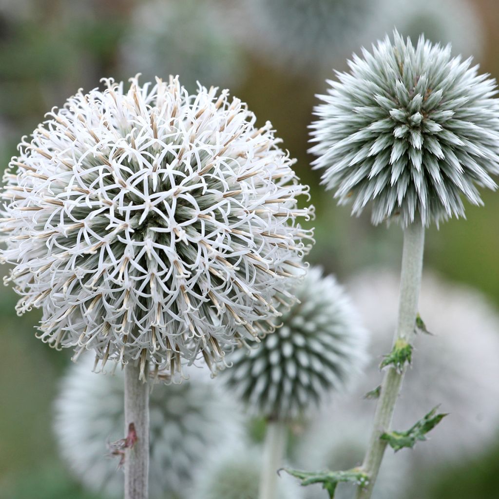 Echinops bannaticus Star Frost - Cardo pallottola