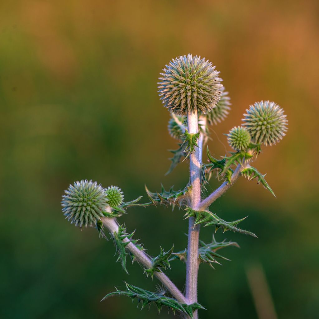 Echinops bannaticus Star Frost - Cardo pallottola