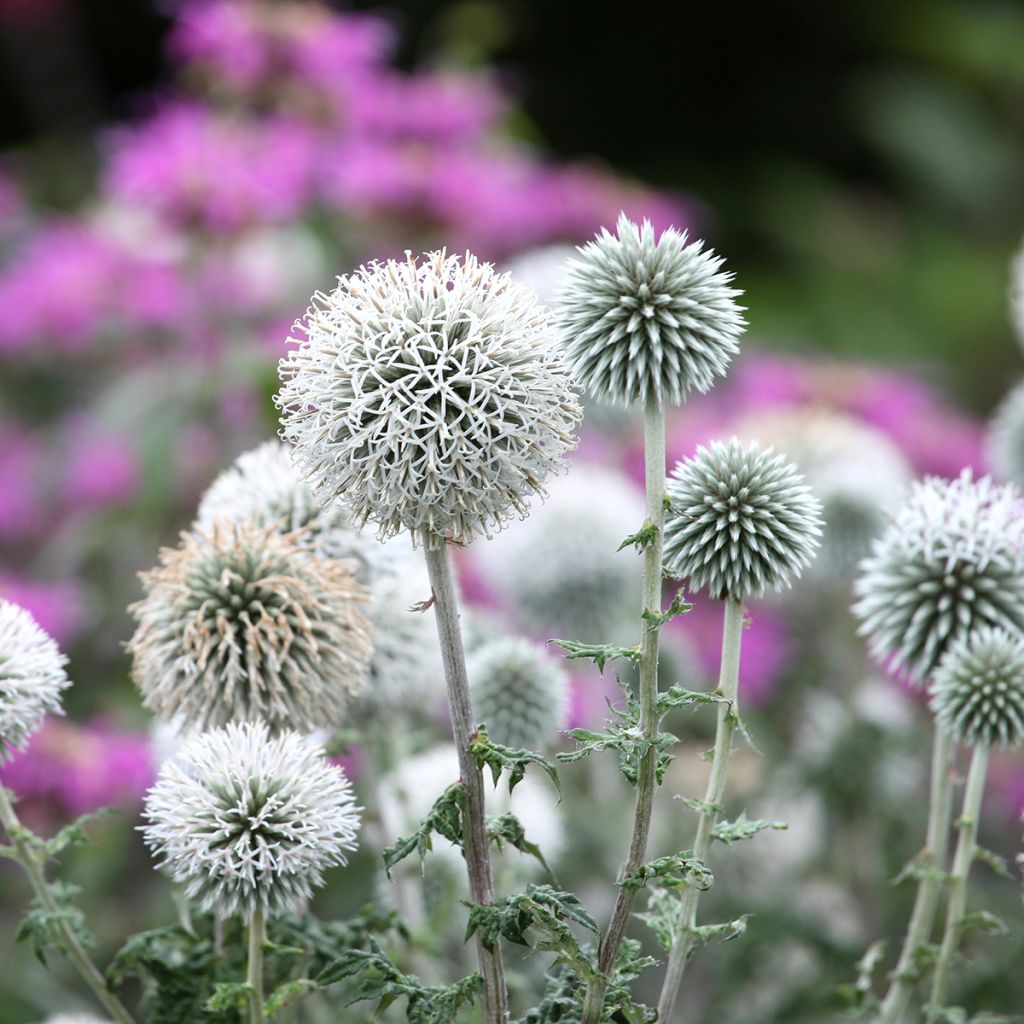 Echinops bannaticus Star Frost - Cardo pallottola