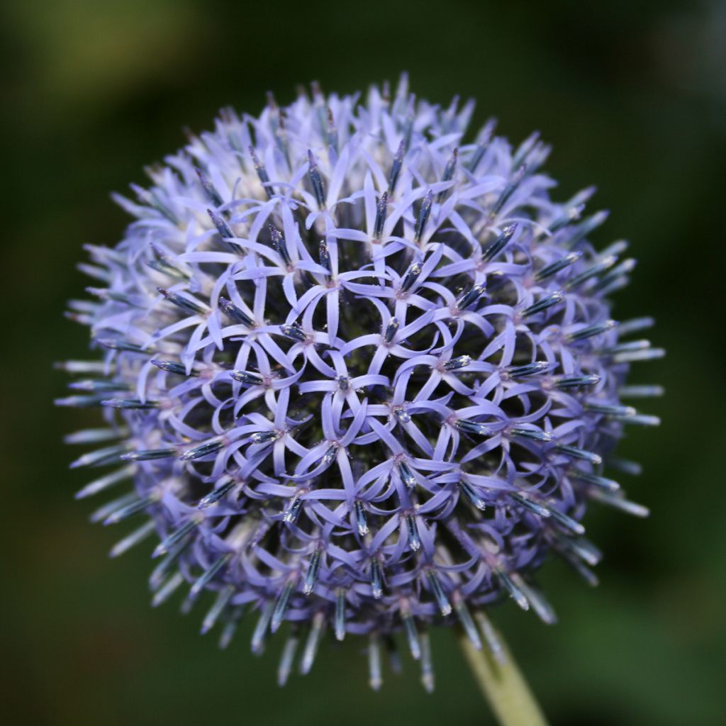 Echinops ritro - Cardo-pallottola coccodrillo