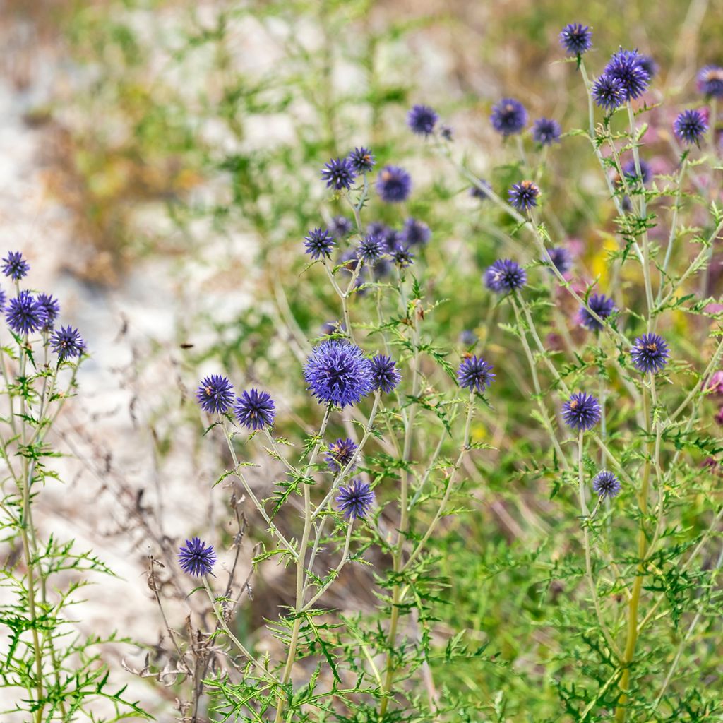 Echinops ritro - Cardo-pallottola coccodrillo