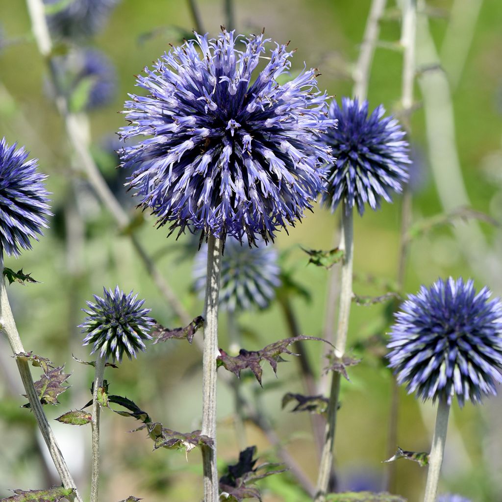 Echinops ritro - Cardo-pallottola coccodrillo