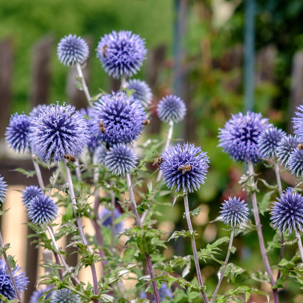 Echinops ritro - Cardo-pallottola coccodrillo