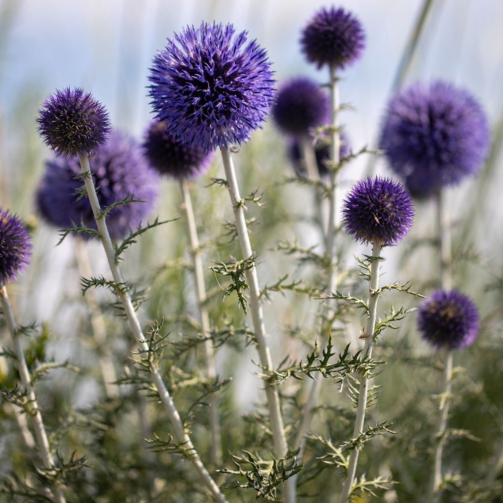 Echinops ritro - Cardo-pallottola coccodrillo