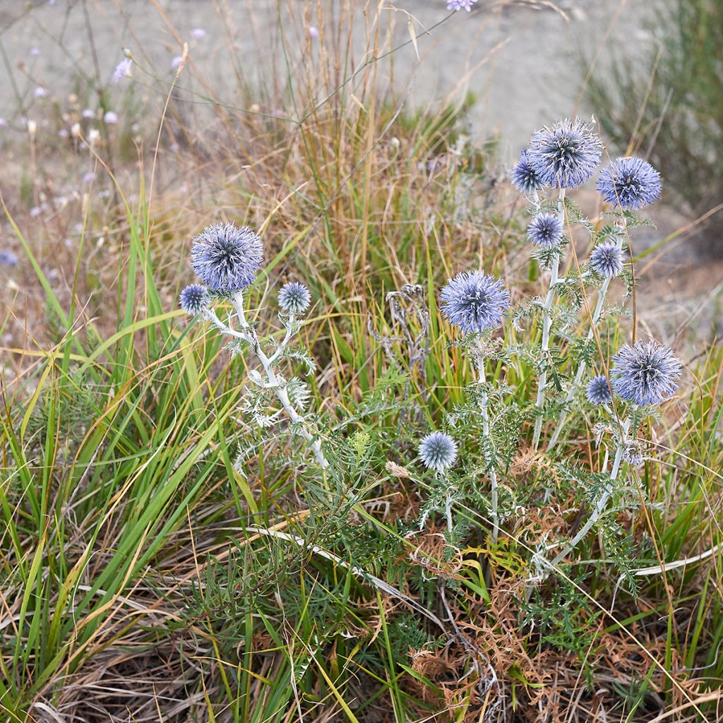 Echinops ritro - Cardo-pallottola coccodrillo