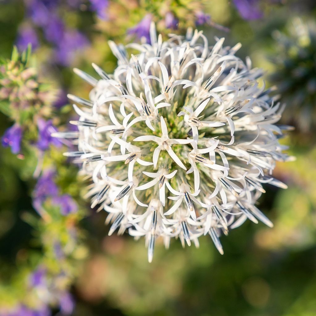 Echinops sphaerocephalum Arctic Glow - Cardo-pallottola maggiore