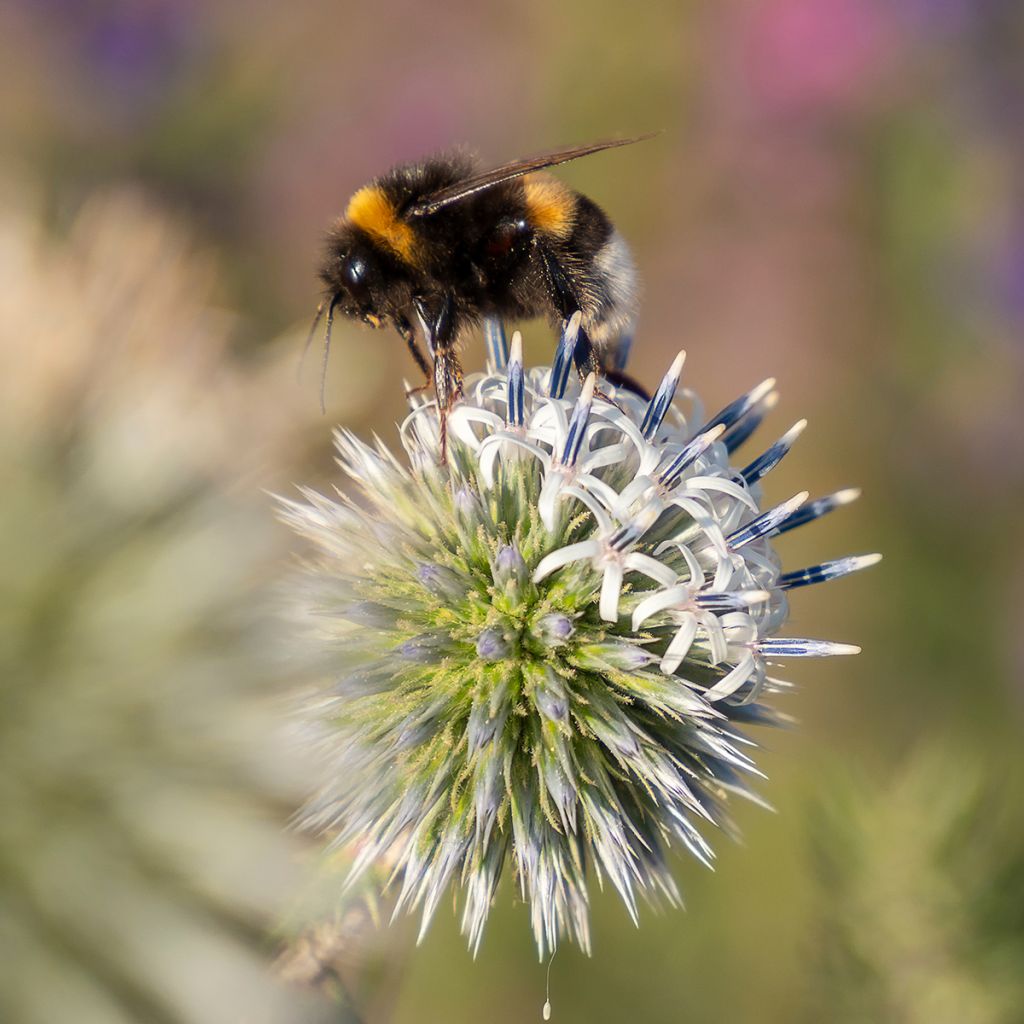 Echinops sphaerocephalum Arctic Glow - Cardo-pallottola maggiore