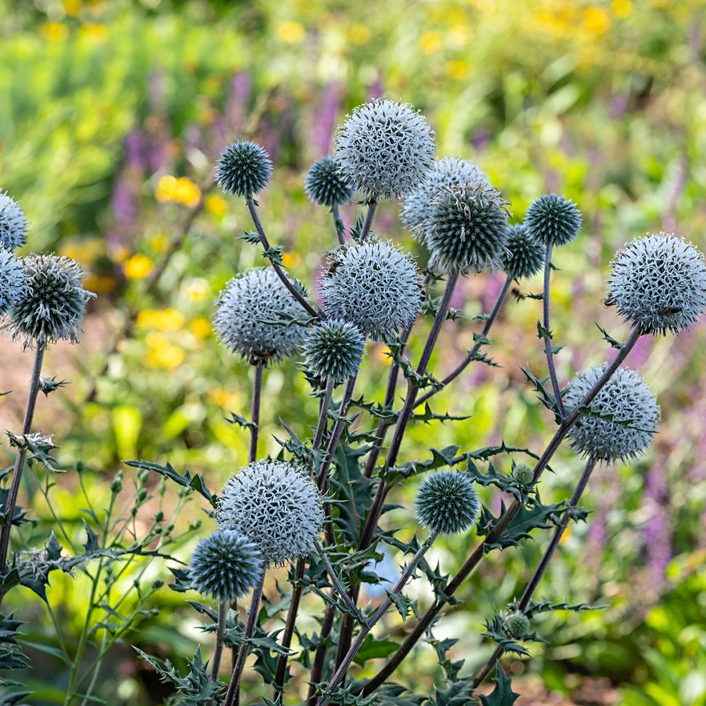 Echinops sphaerocephalum Arctic Glow - Cardo-pallottola maggiore