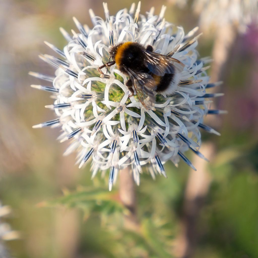 Echinops sphaerocephalum Arctic Glow - Cardo-pallottola maggiore