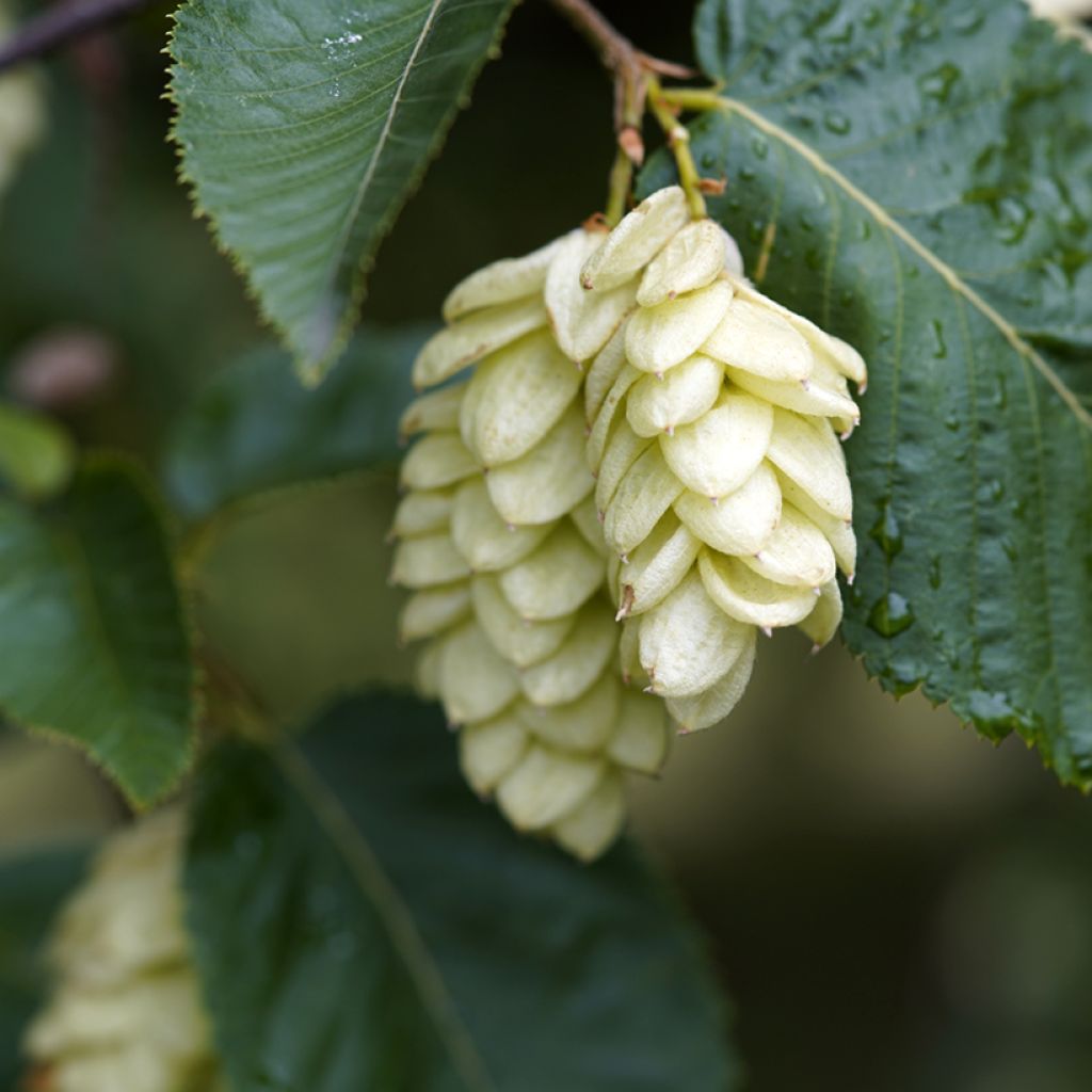 Ostrya carpinifolia - Carpino nero