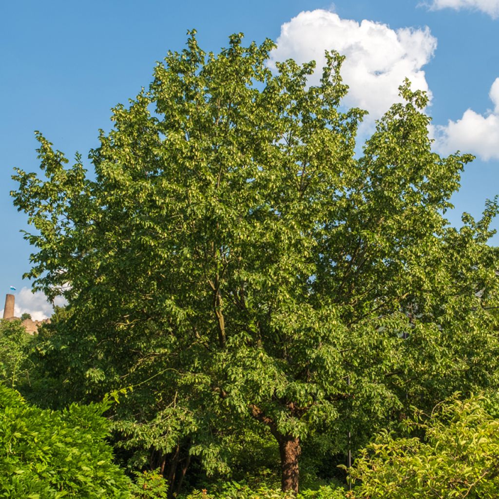 Ostrya carpinifolia - Carpino nero