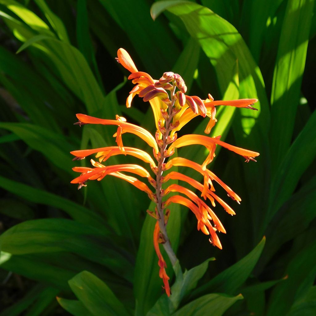 Chasmanthe floribunda Saturnus - Casmante