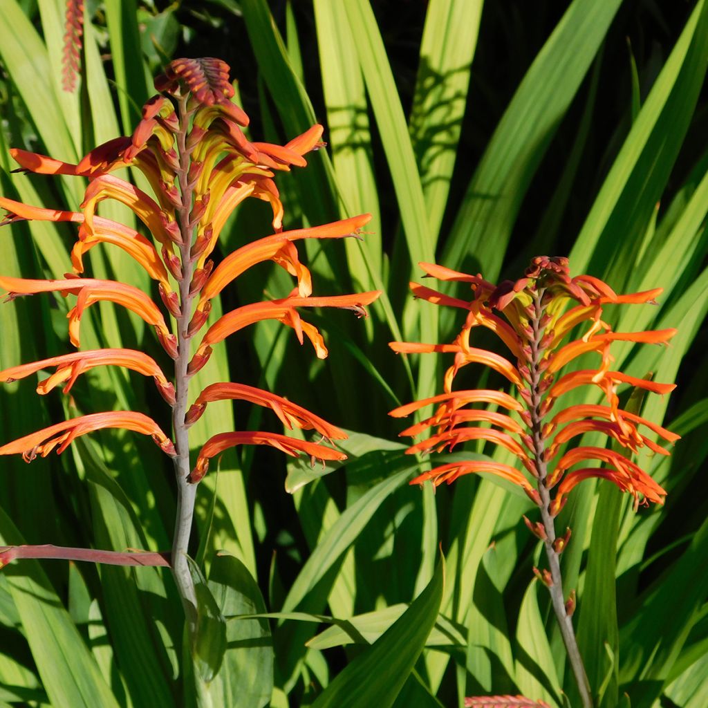 Chasmanthe floribunda Saturnus - Casmante