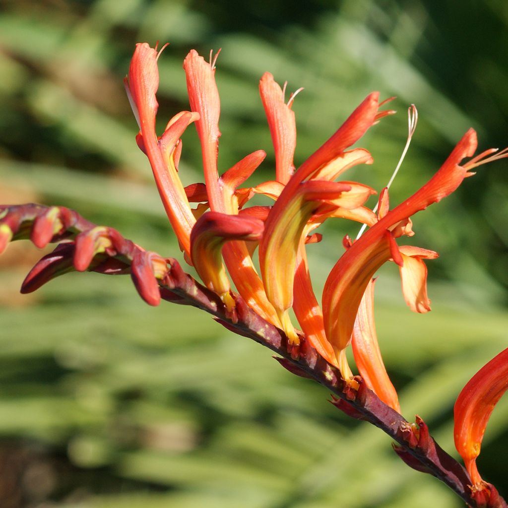 Chasmanthe floribunda - Casmante