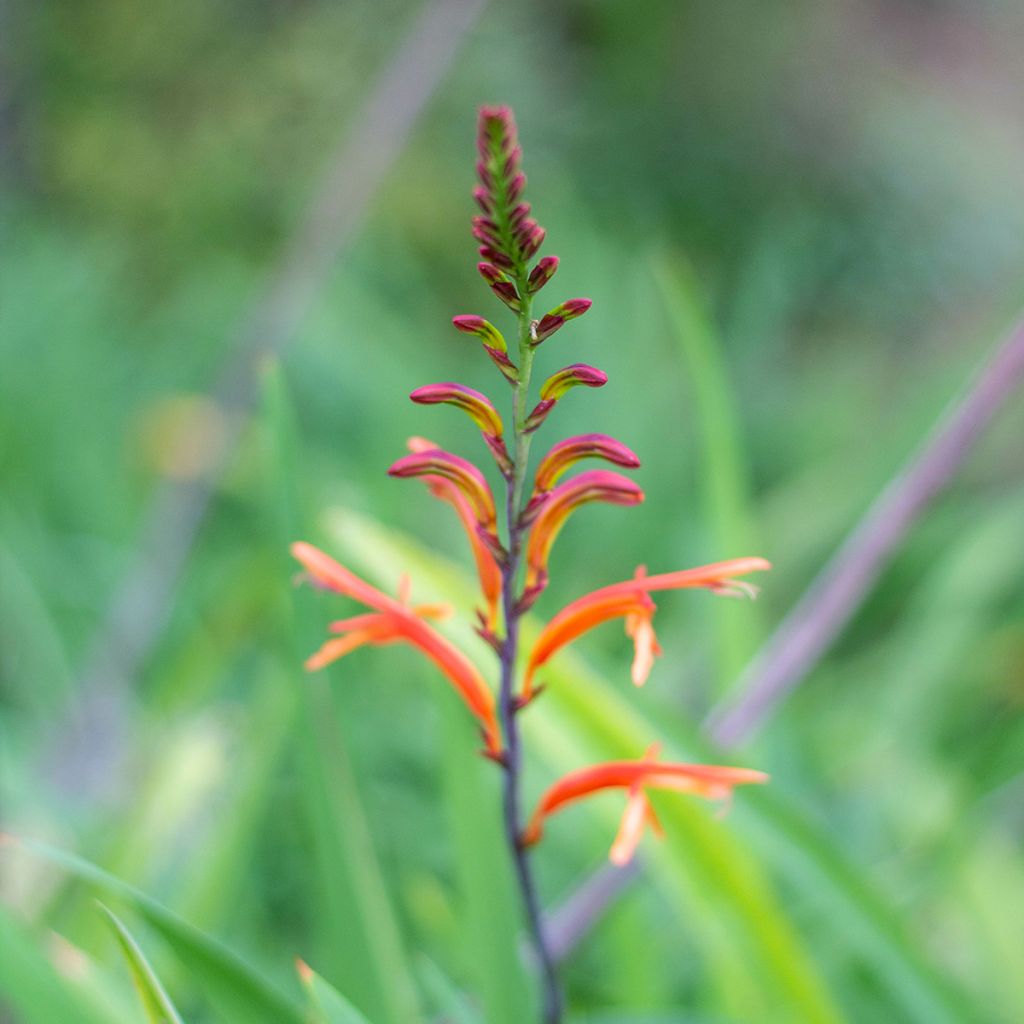 Chasmanthe floribunda - Casmante