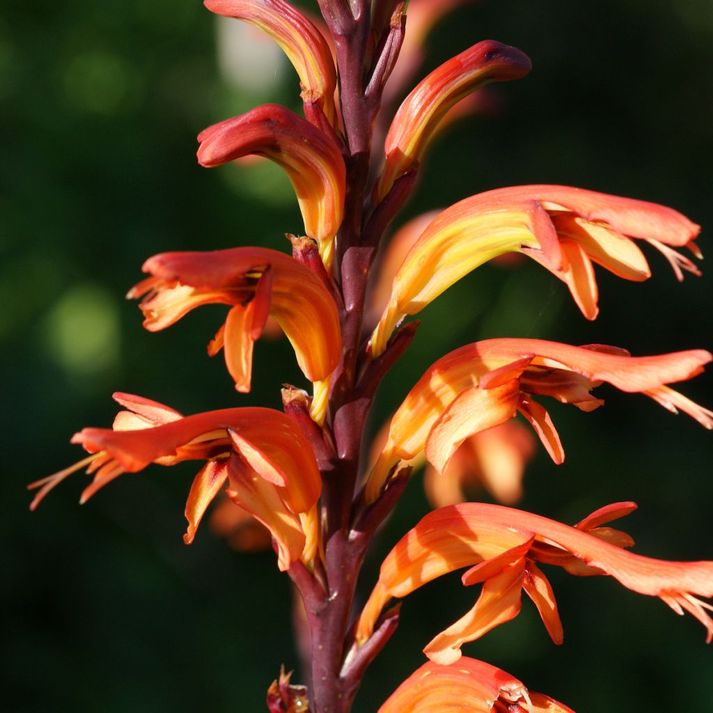 Chasmanthe floribunda - Casmante