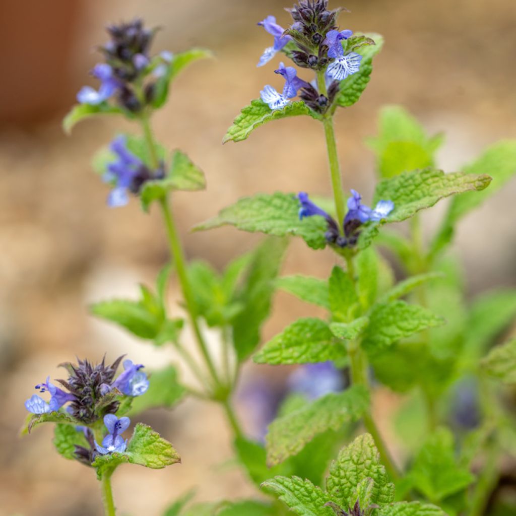 Nepeta clarkei