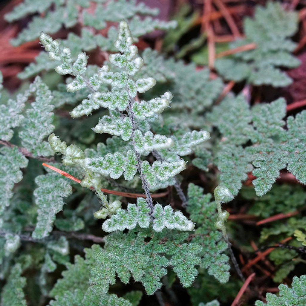 Cheilanthes lanosa Cimbra - Felce