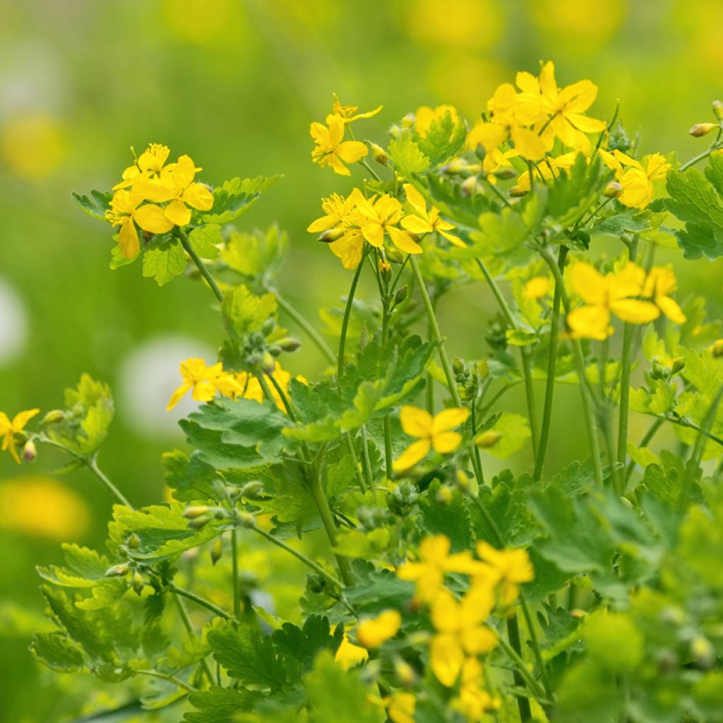 Chelidonium majus - Erba porraia