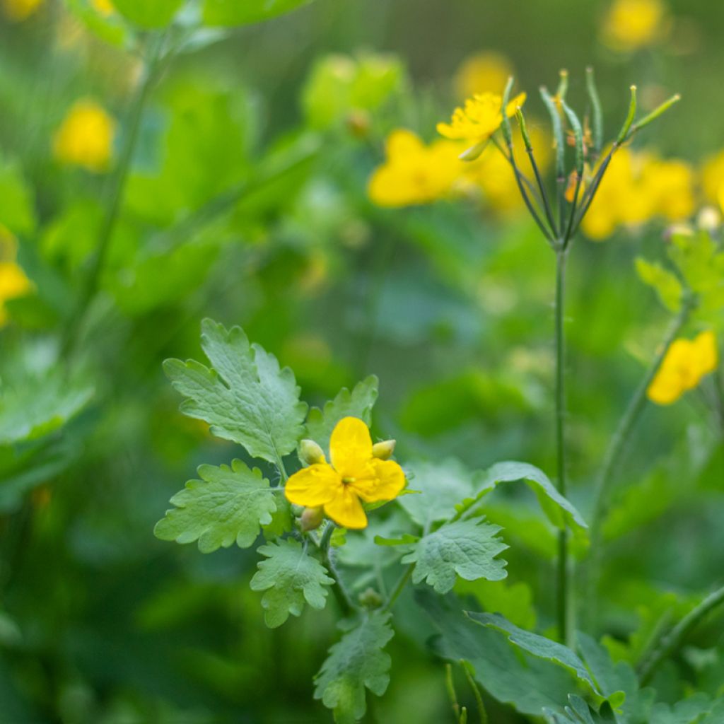 Chelidonium majus - Erba porraia