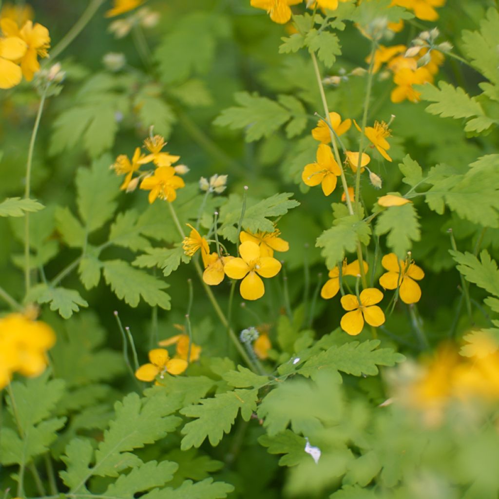 Chelidonium majus - Erba porraia