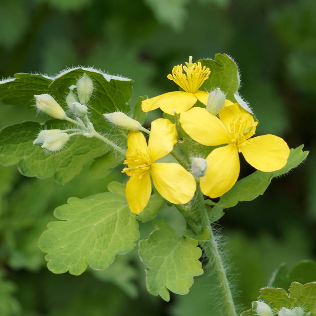 Chelidonium majus - Erba porraia