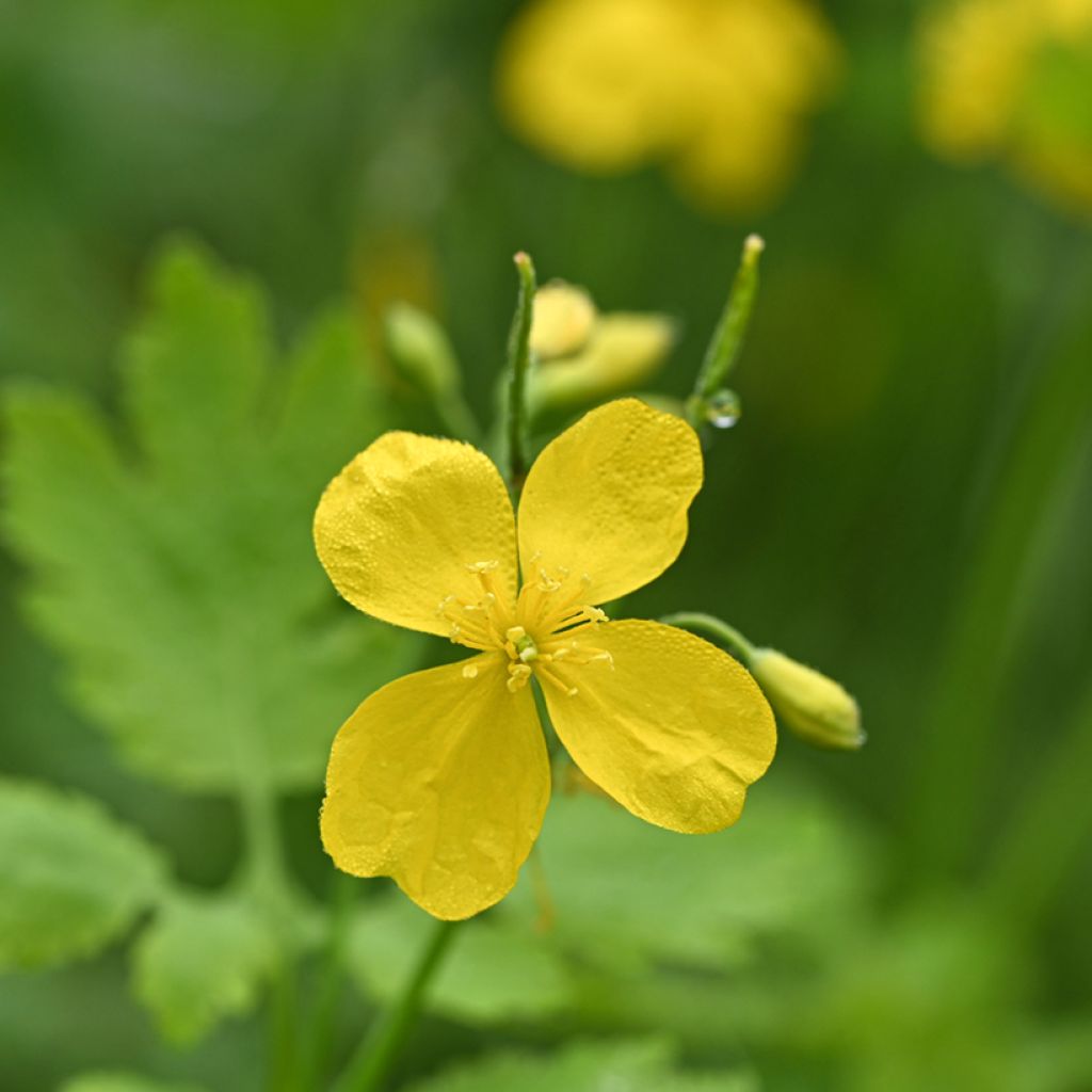 Chelidonium majus - Erba porraia