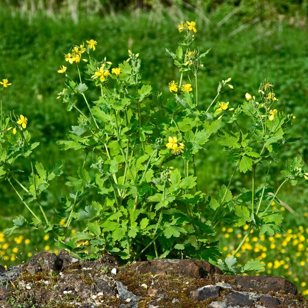 Chelidonium majus - Erba porraia