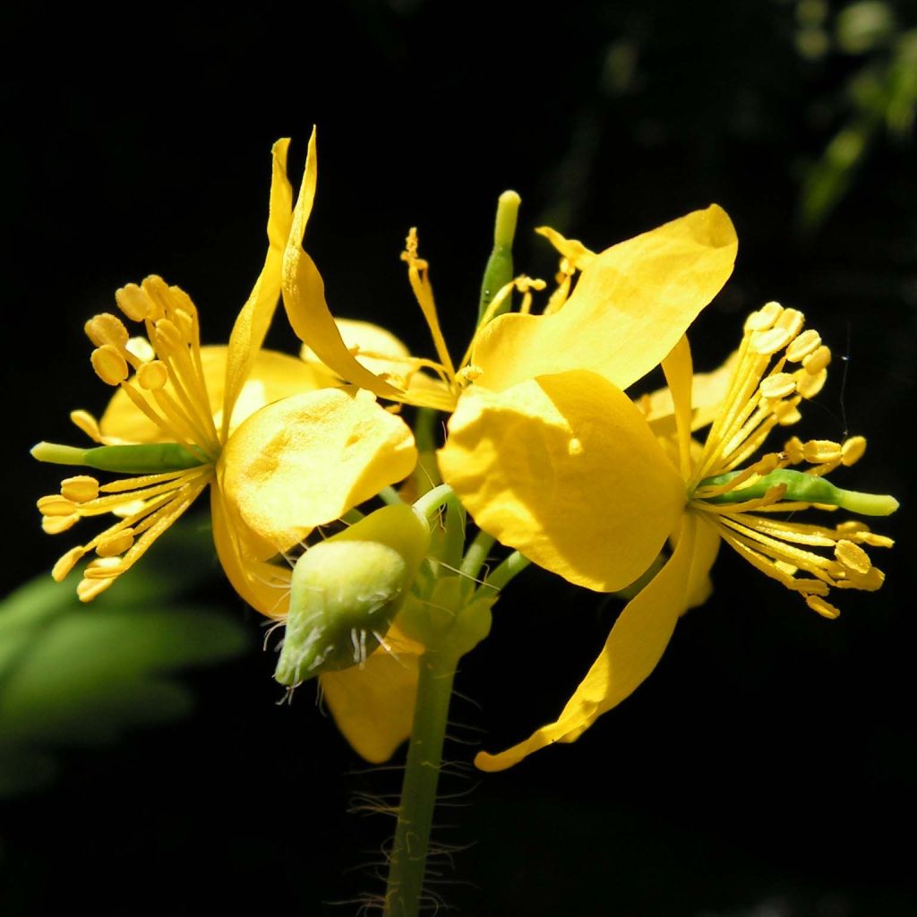 Chelidonium majus - Erba porraia