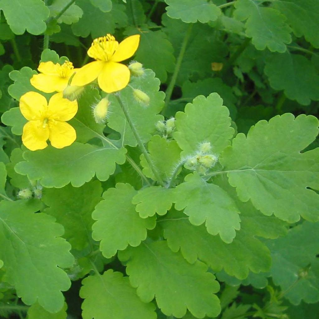 Chelidonium majus - Erba porraia