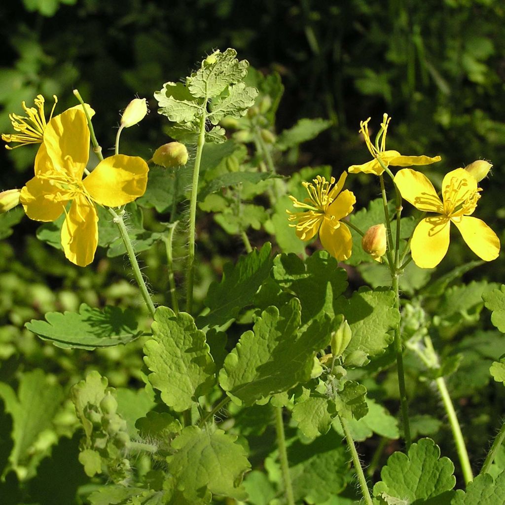 Chelidonium majus - Erba porraia