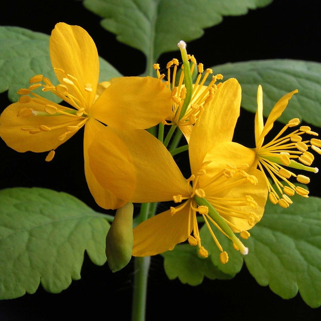 Chelidonium majus - Erba porraia