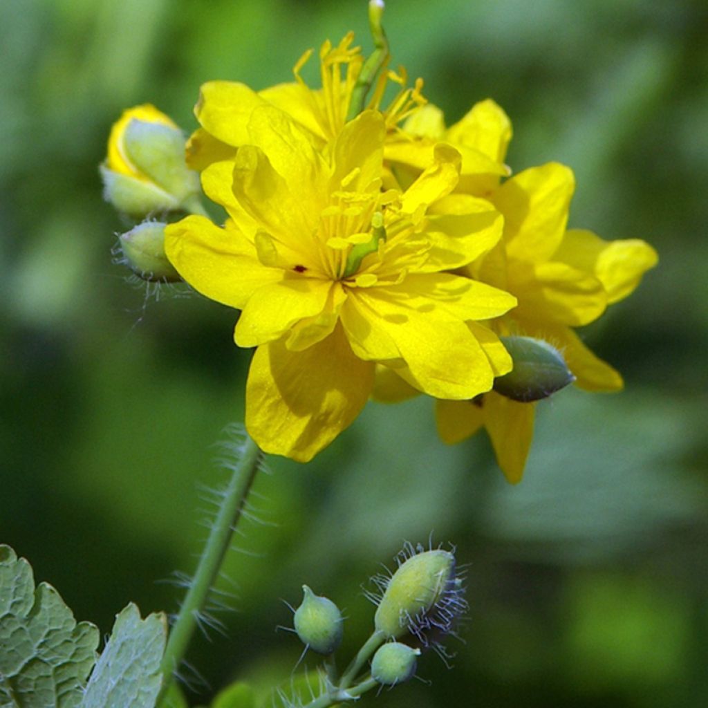 Chelidonium majus Flore Pleno