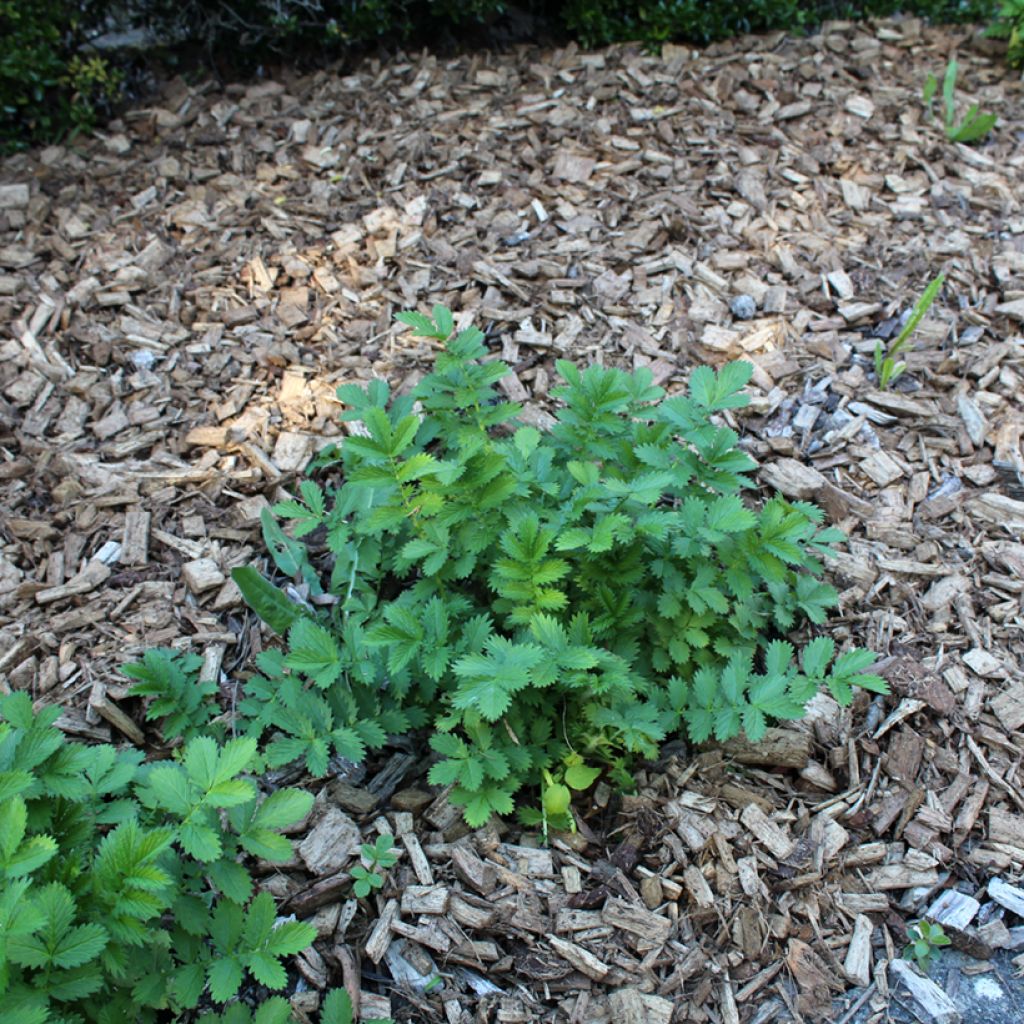 Chelidonium majus Flore Pleno - Celidonia maggiore