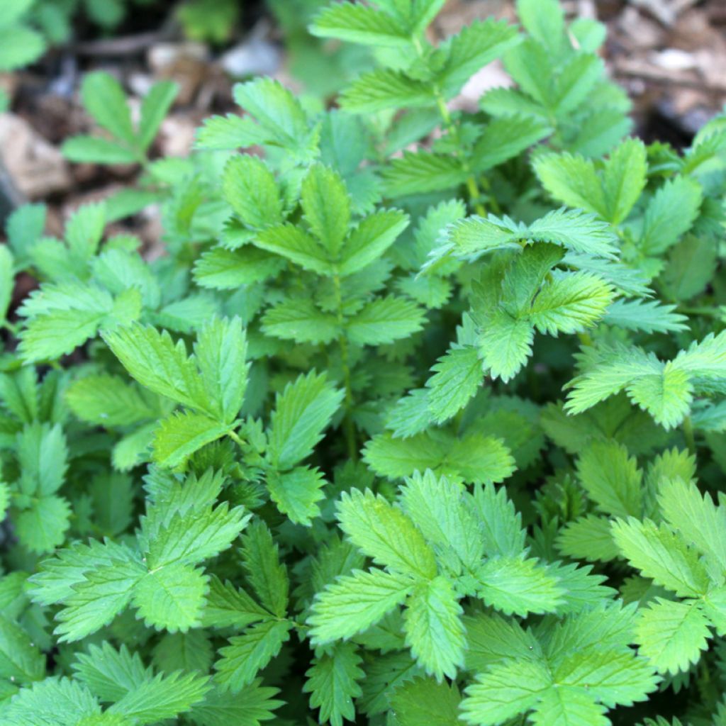 Chelidonium majus Flore Pleno - Celidonia maggiore