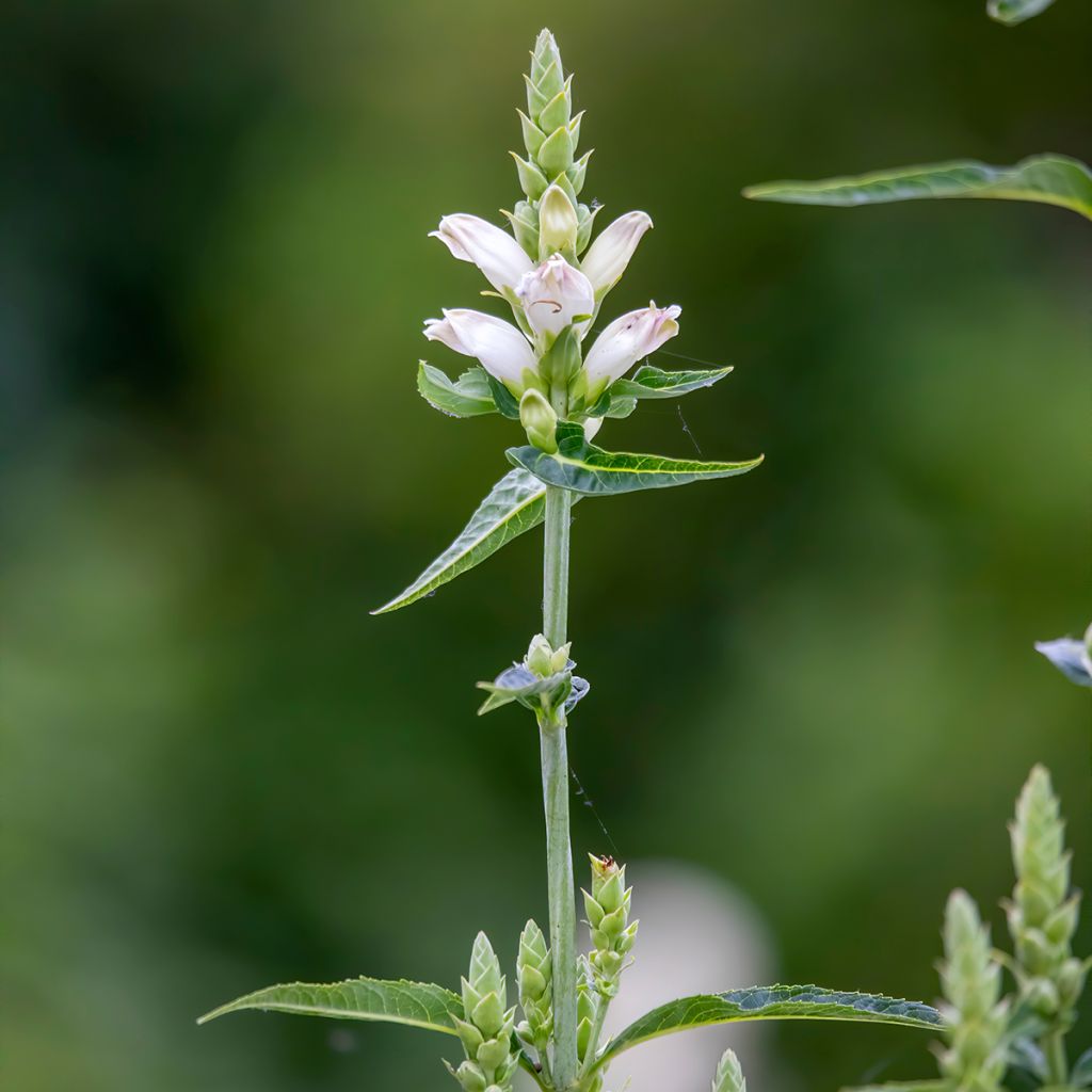 Chelone glabra - Testa di tartaruga bianca