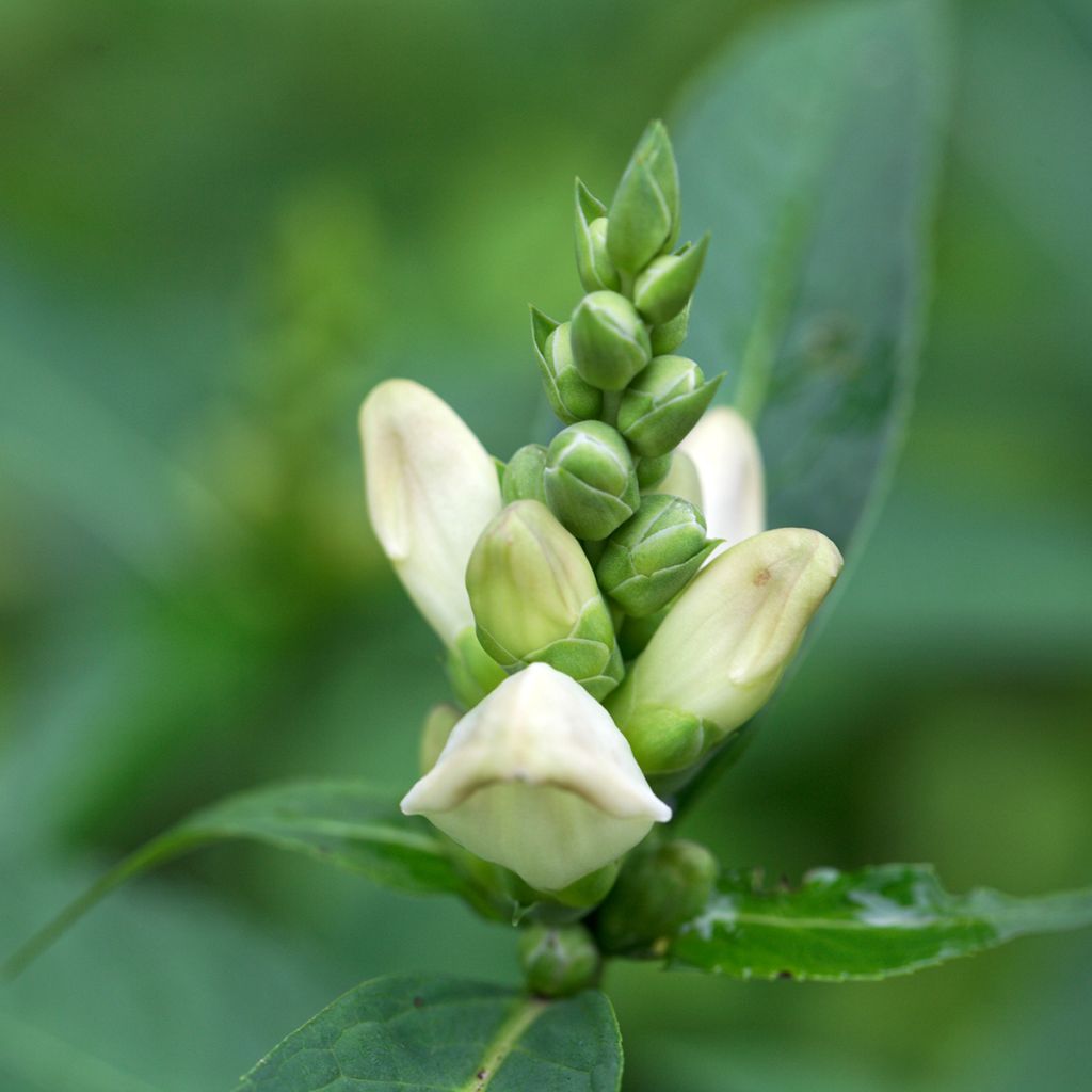 Chelone glabra - Testa di tartaruga bianca