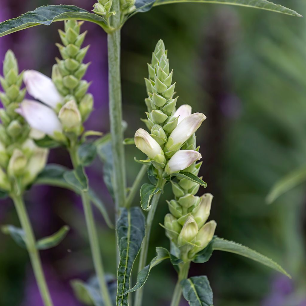 Chelone glabra - Testa di tartaruga bianca