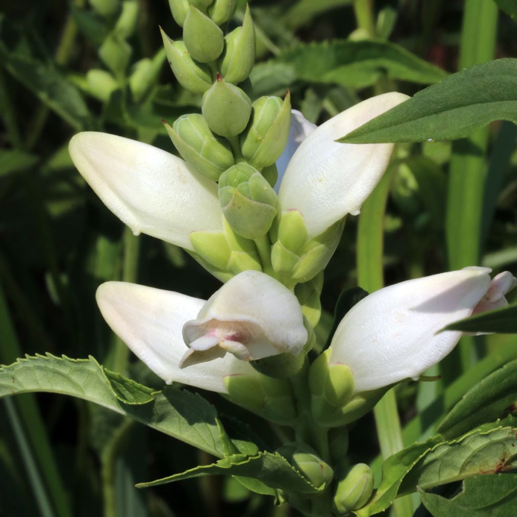 Chelone glabra - Testa di tartaruga bianca